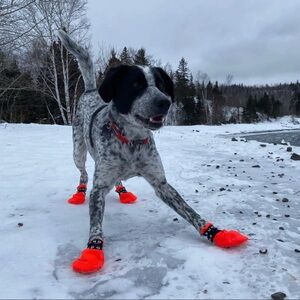 SunDog All Terrain Dog Booties